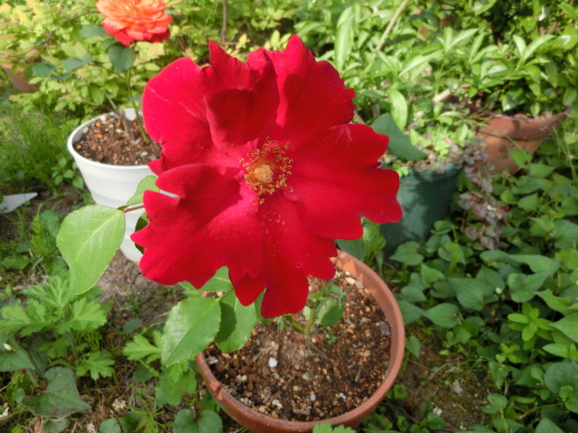 a0203003_21305432.jpg