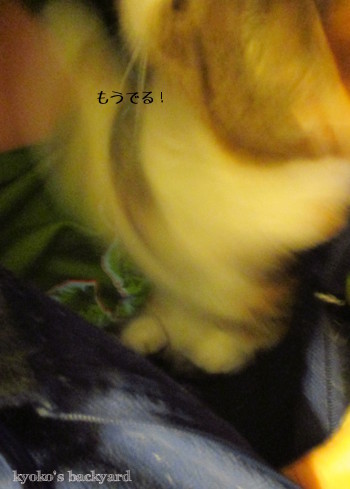 性懲りもなくカンガルーごっこ_b0253205_03315055.jpg