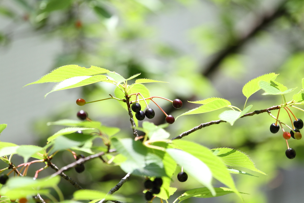 桜花のあと _b0190710_22473062.jpg
