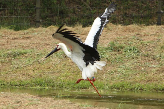 兵庫県立コウノトリの郷公園_a0105011_2102293.jpg