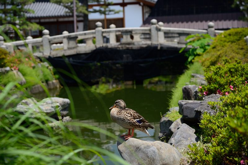 要法寺のカルガモ一家 其の三_f0032011_18145072.jpg