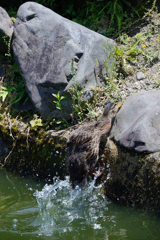 要法寺のカルガモ一家 其の三_f0032011_1818165.jpg