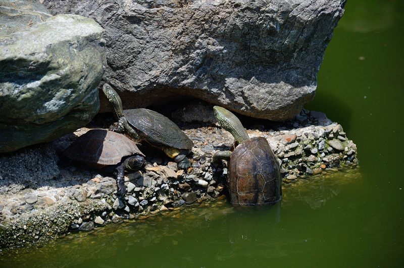 要法寺のカルガモ一家 其の三_f0032011_18191438.jpg