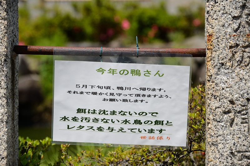 要法寺のカルガモ一家 其の三_f0032011_18213349.jpg
