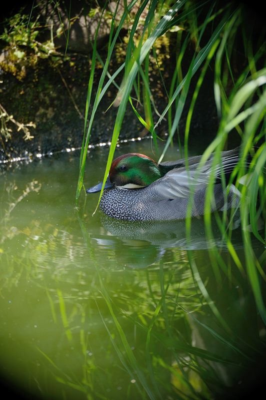 要法寺のカルガモ一家 其の三_f0032011_1822277.jpg
