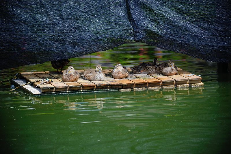 要法寺のカルガモ一家 其の三_f0032011_18225130.jpg