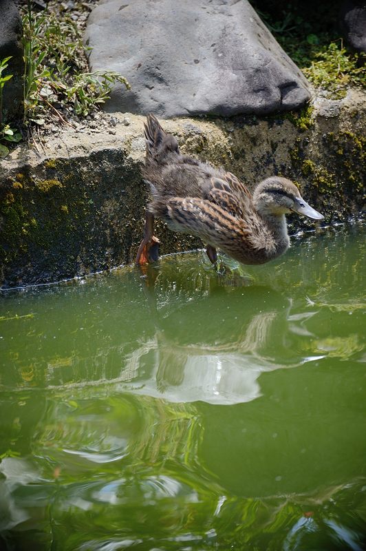 要法寺のカルガモ一家 其の三_f0032011_18233536.jpg