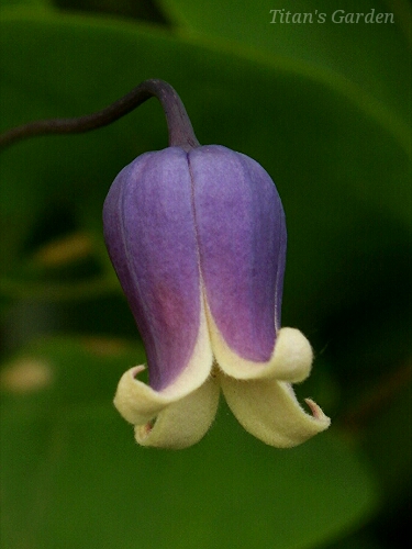 Clematis addisonii_b0099813_054051.jpg