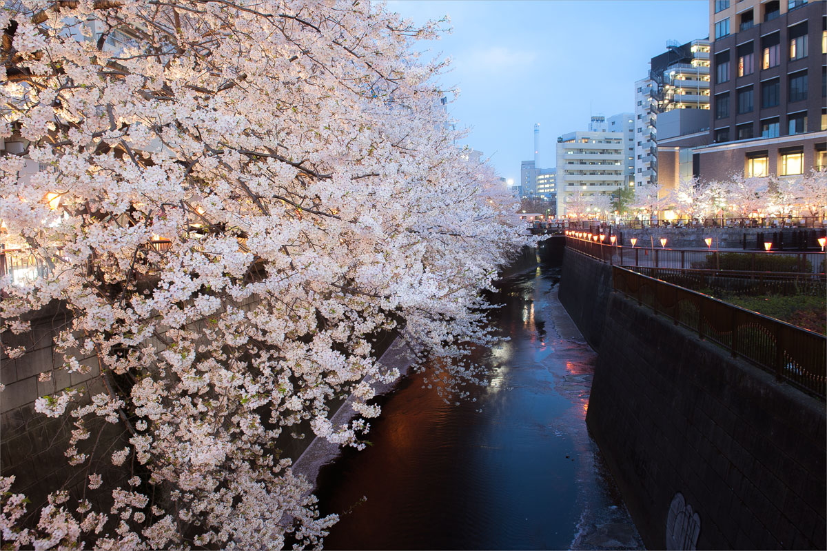 圧倒的桜  2015_f0014815_16444330.jpg