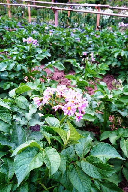 ジャガイモの花とキャットミント３世代_d0167621_2234361.jpg