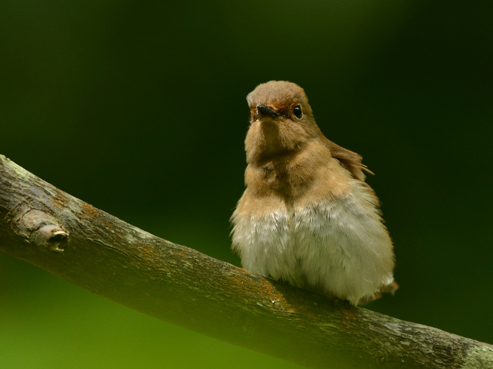 オオルリ（大瑠璃）/Blue-and-White Flycatcher_b0309841_2116569.jpg