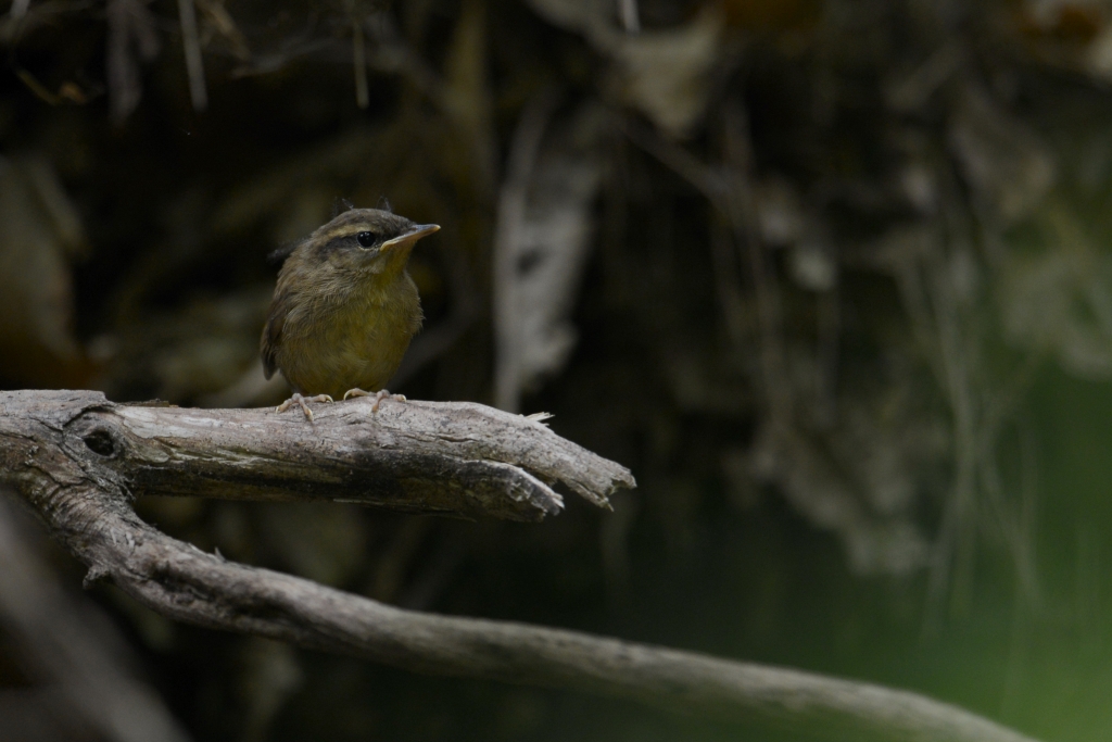 ヤブサメ幼鳥_a0237945_21495680.jpg