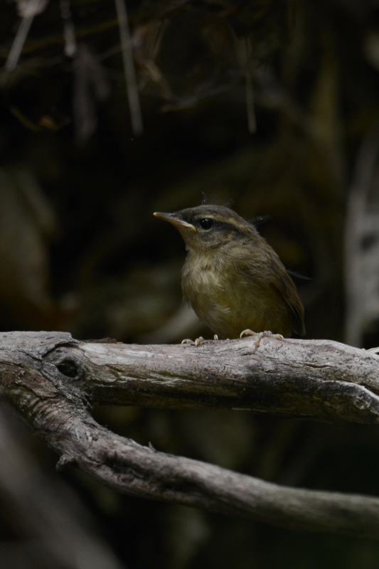 ヤブサメ幼鳥_a0237945_21504135.jpg