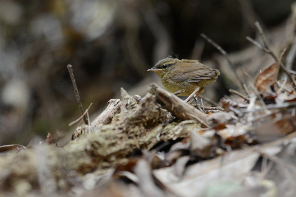 ヤブサメ幼鳥_a0237945_21515524.jpg