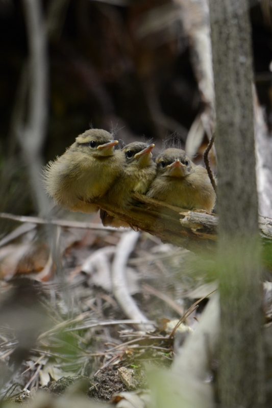 ヤブサメ幼鳥_a0237945_21531771.jpg