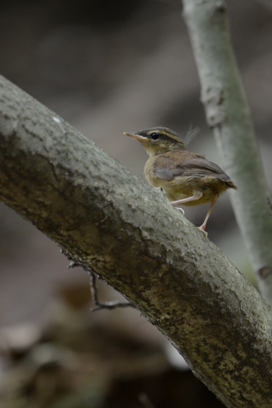 ヤブサメ幼鳥_a0237945_2153342.jpg