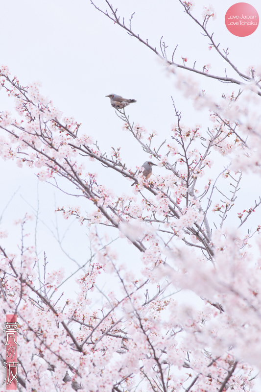 圧倒的桜。2015　～甍の波版～_b0157849_19363086.jpg