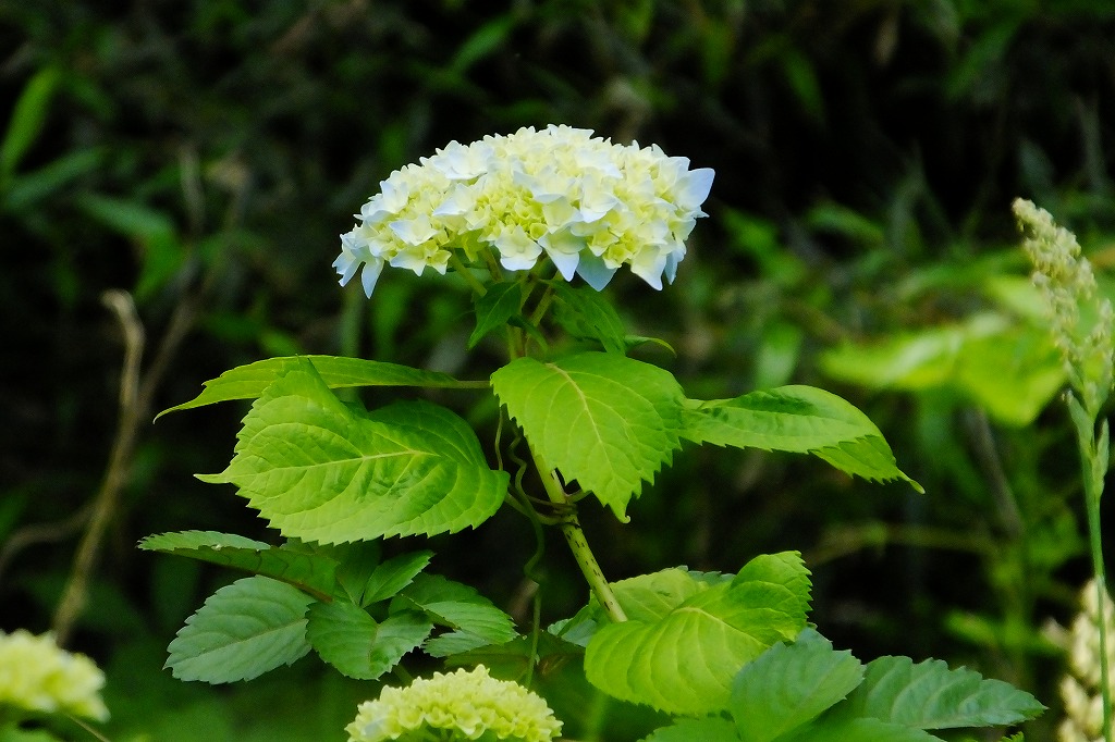 花菖蒲が開花しました・・・　　_b0236251_10525925.jpg