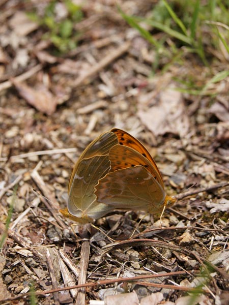 秩父のクモガタヒョウモン（交尾）_c0045352_13243570.jpg