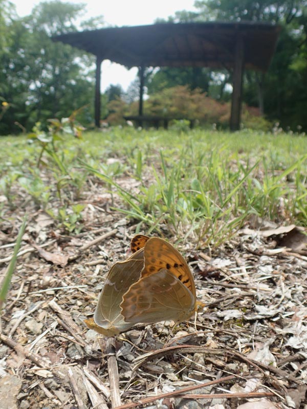 秩父のクモガタヒョウモン（交尾）_c0045352_13252382.jpg