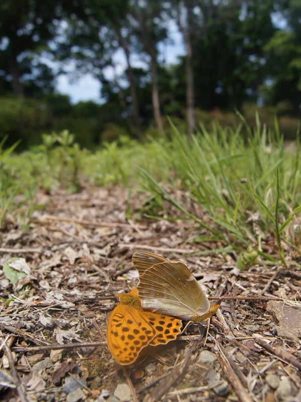 c0045352_1325951.jpg