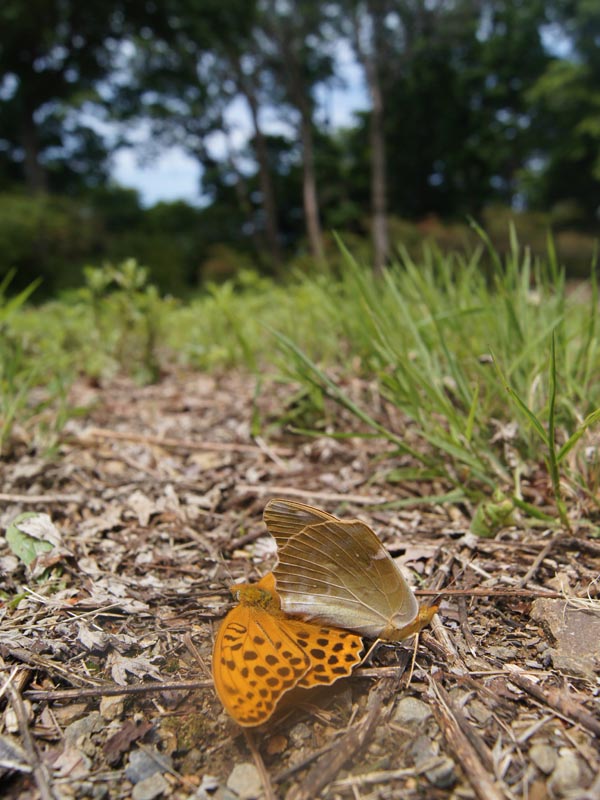 秩父のクモガタヒョウモン（交尾）_c0045352_1325951.jpg