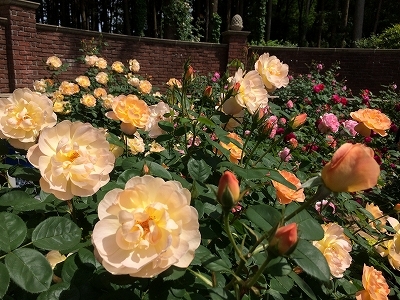 e0170558_21500417.jpg