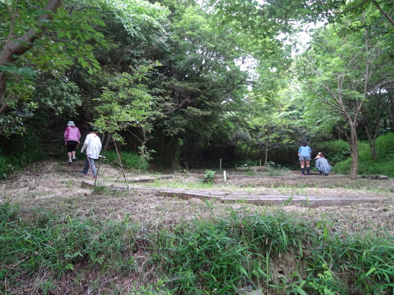 ササユリ大家族の観察路作り in うみべの森_c0108460_21022803.jpg
