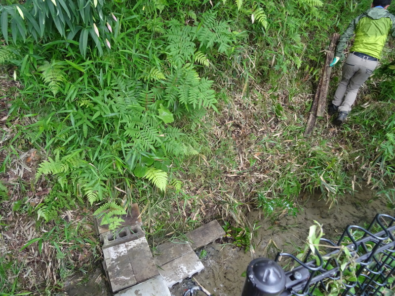 ササユリ大家族の観察路作り in うみべの森_c0108460_21101305.jpg