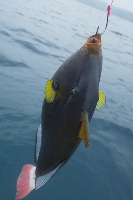 魚図鑑フエフキ系 その他 Pescador 釣り人 の日常 魚図鑑フエフキ系 その他 Pescador 釣り人 の日常