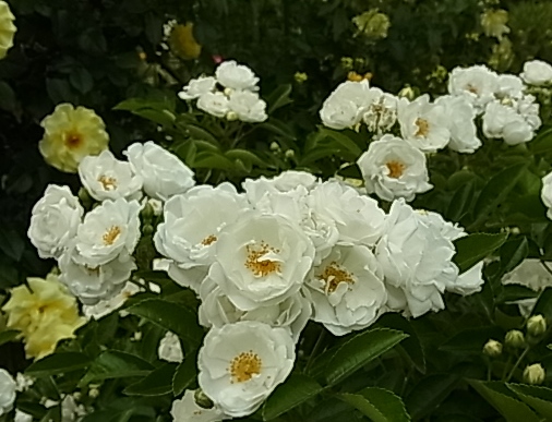 c0209377_22494789.jpg