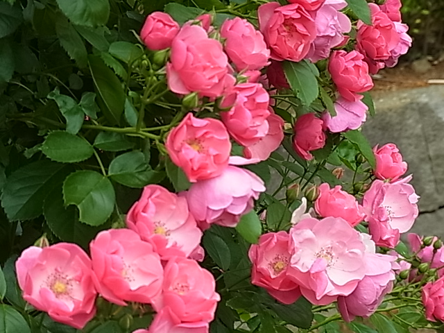 c0209377_22502320.jpg