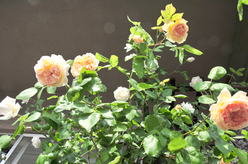 c0004078_9991.jpg