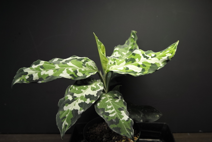 Aglaonema pictum \"Andaman\"_a0194582_18114479.jpg