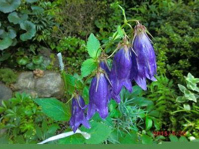 わが家の庭は春から初夏の花に　♪_a0185783_1332470.jpg