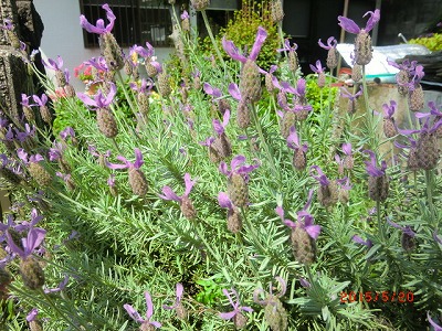 わが家の庭は春から初夏の花に　♪_a0185783_1333974.jpg