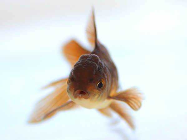 ドイツ鱗形態の金魚_a0199486_16581573.jpg