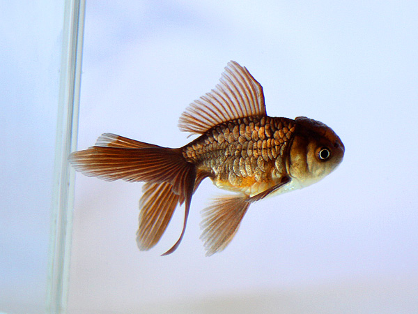 ドイツ鱗形態の金魚_a0199486_16592021.jpg