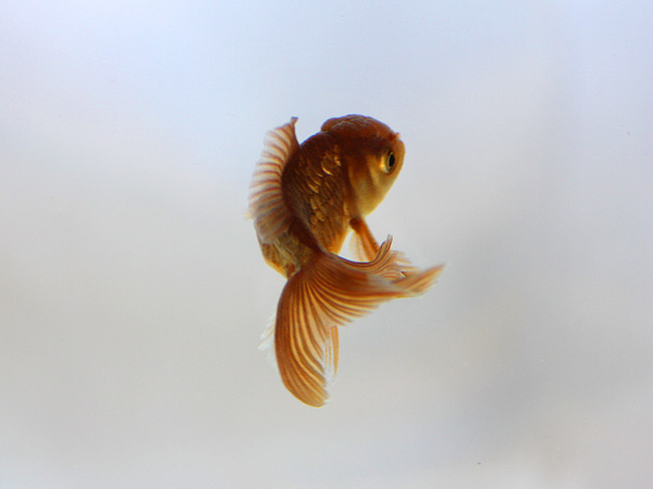 ドイツ鱗形態の金魚_a0199486_1701788.jpg