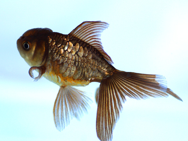 ドイツ鱗形態の金魚_a0199486_1744044.jpg