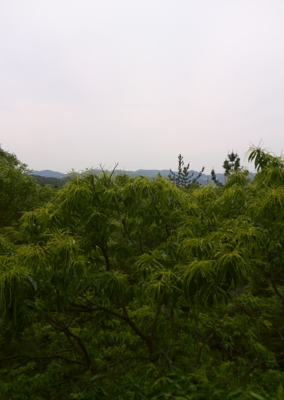 c0004987_2322195.jpg