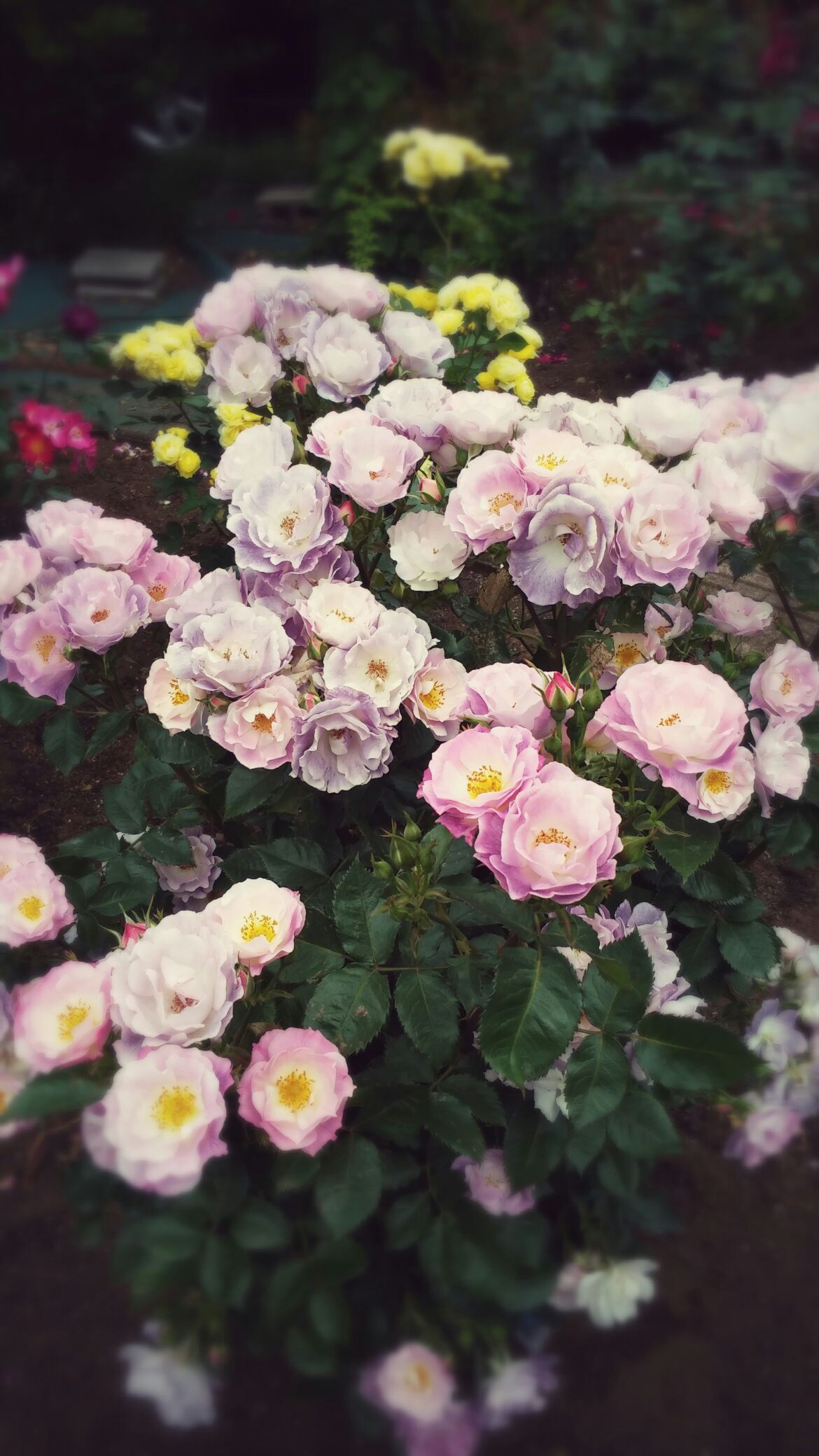美しい花と・・・_b0210688_9525899.jpg