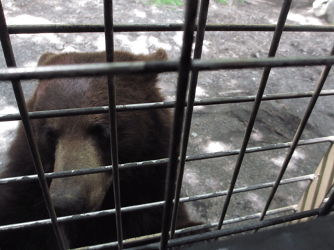 f0110488_15523331.gif