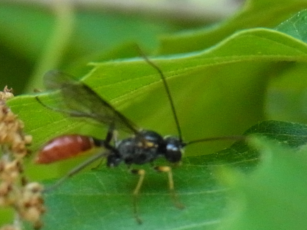 お腹の赤い小さいハチ 写ればおっけー コンデジで虫写真