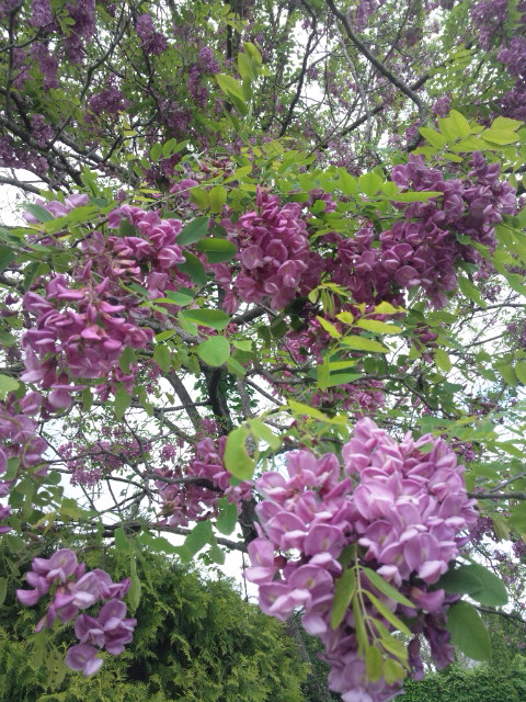 東和温泉のガーデン 旬の花_f0213189_12534298.jpg