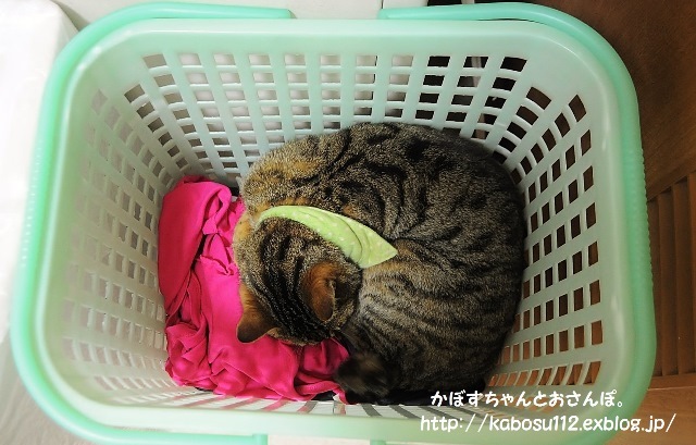 どこでもベッド_a0126590_05391766.jpg