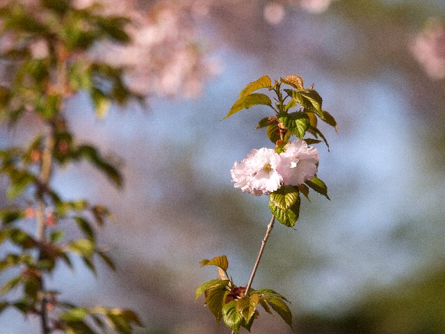 c0008502_1950131.jpg
