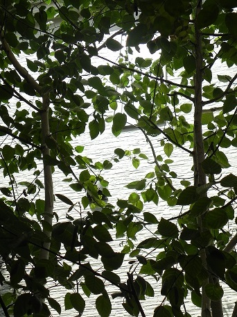c0152002_21391183.jpg