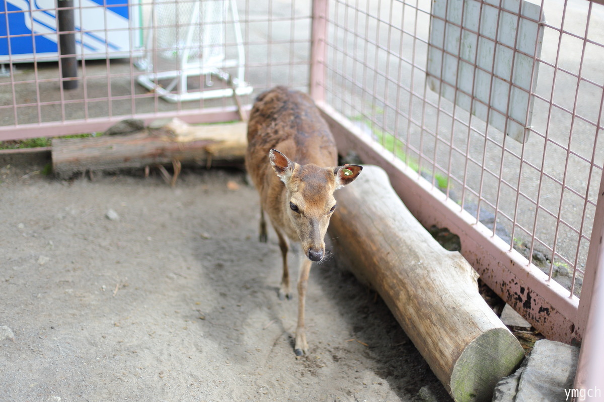 伊豆アニマルキングダム（小）_f0157812_16072608.jpg