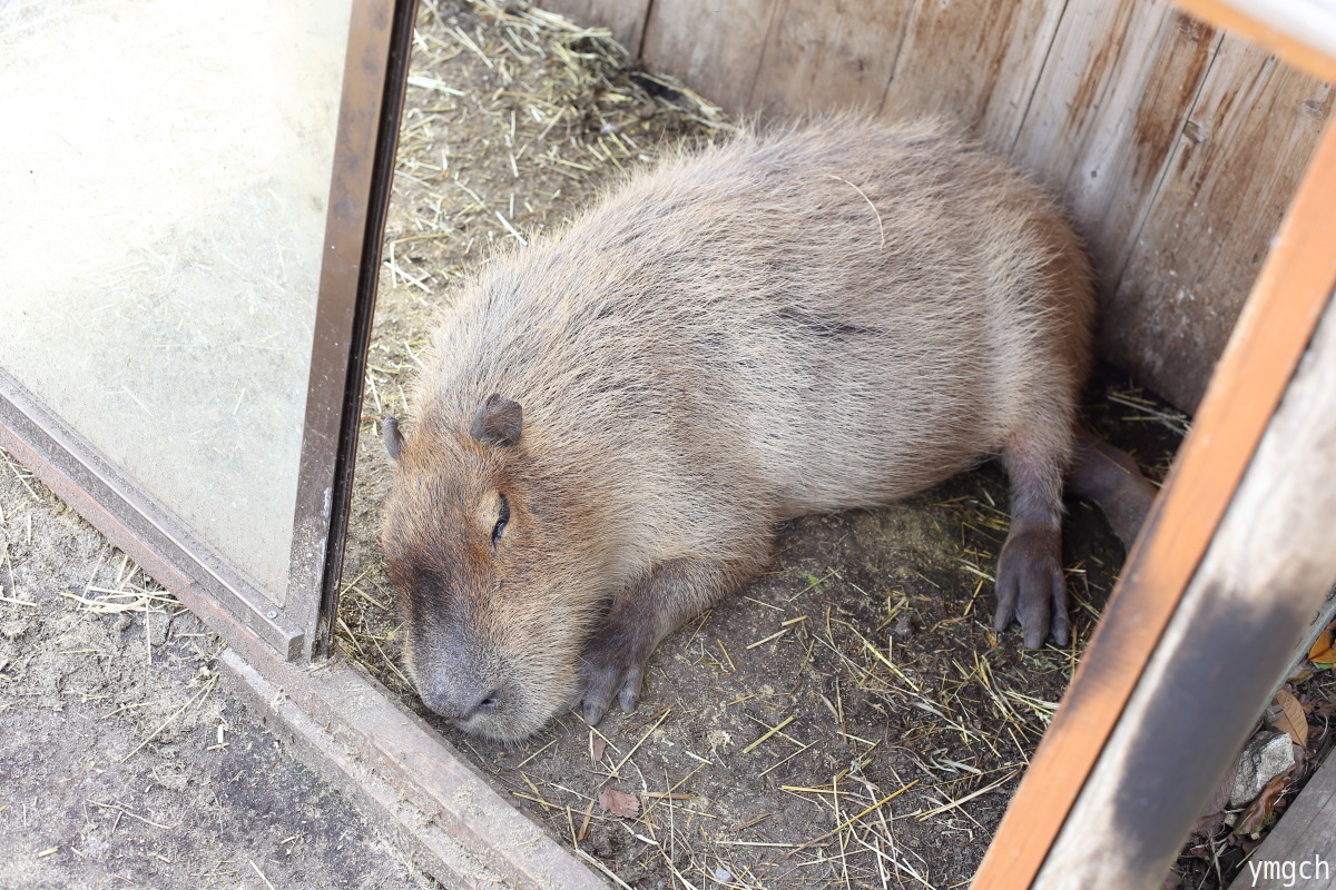 伊豆アニマルキングダム（小）_f0157812_16111754.jpg